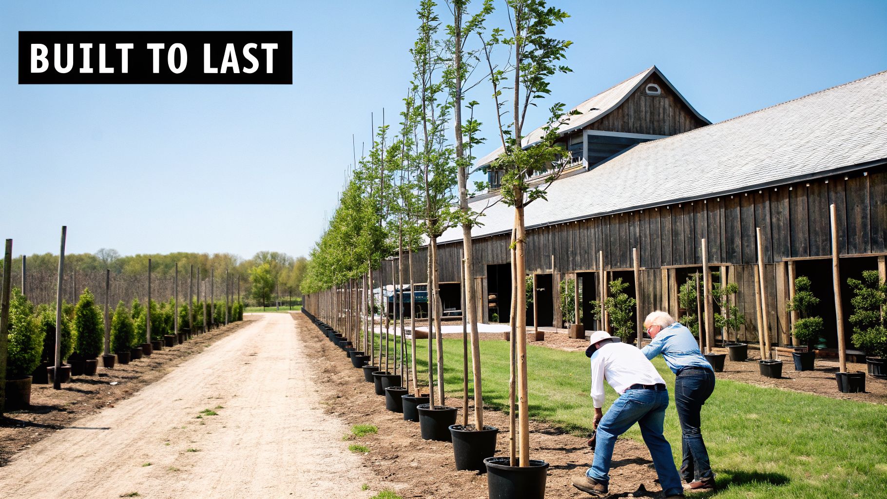 Two workers plant trees at a large outdoor nursery featuring a long wooden barn and dirt path.